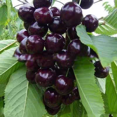 Cherryseedlingsinthebasin