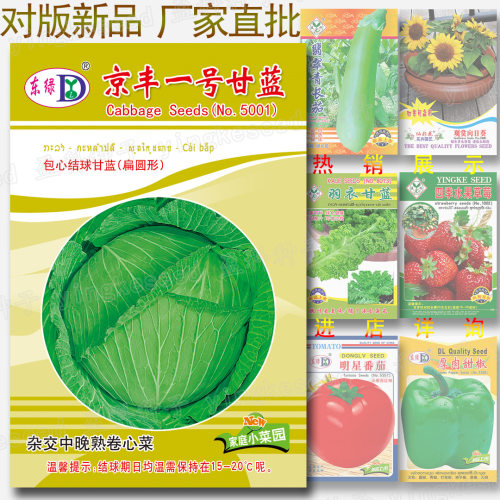 New style about 300 pieces of Jingfeng No.1 cabbage, flat r