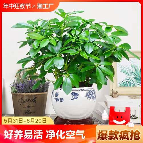 BaFangLaiCaiPlantPotDuc