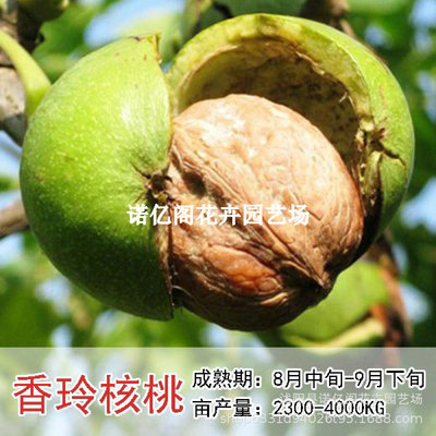 薄皮核桃苗玲核桃树苗地盆南方北