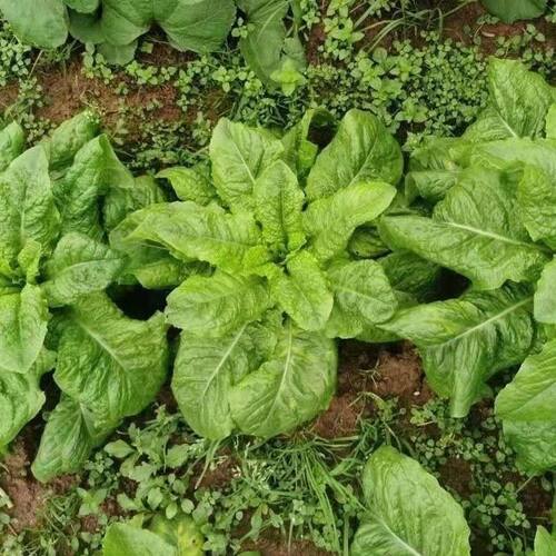Zouye, lettuce, hemp, vegetable nest, chicken, vegetable le