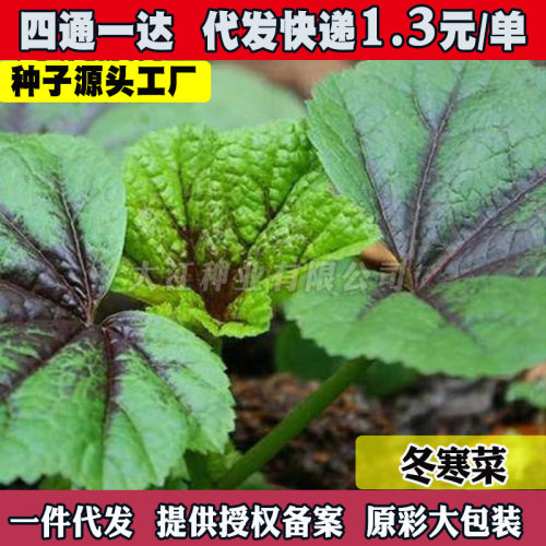 New glutinous rice winter cold vegetable high calcium horse