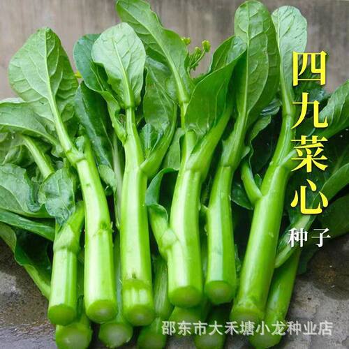 四九菜心种子甜菜心种子抗热耐湿
