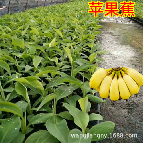 Bananaseedlingssaplingsdwa