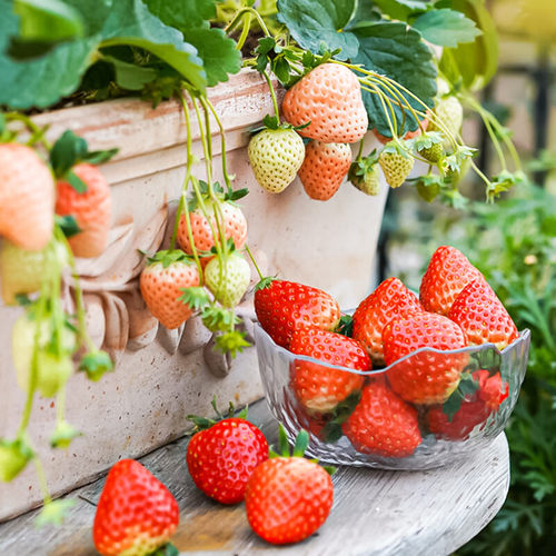 Newcreamstrawberryseedling