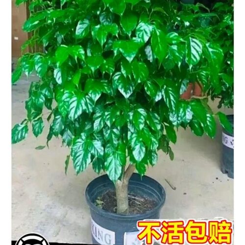 幸福树客厅盆大颗净化空气新家吸
