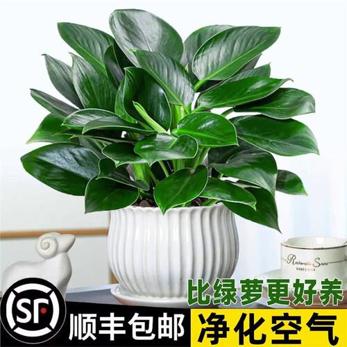 NewPotPlantPlatinumDiamon