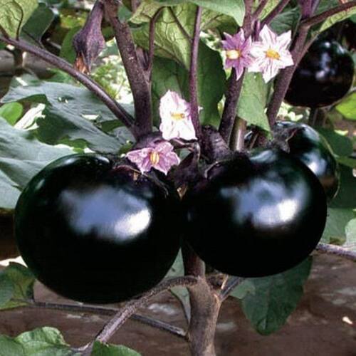 New Extra Large Quick Round Eggplant Purple Black Round Egg