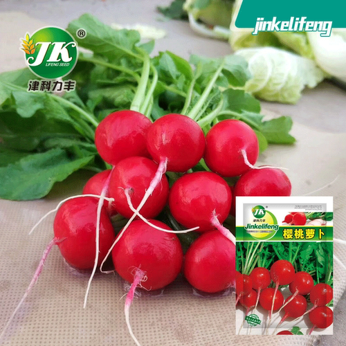 New Cherry Carrot, Little Radish, Red Vegetable, Balcony Po
