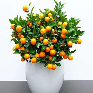 Kumquat tree basin with fruit edible indoor crispy orange s