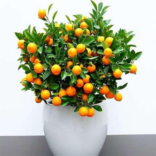 Kumquattreebasinwithfruit