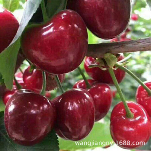 Americancherryseedlingsres