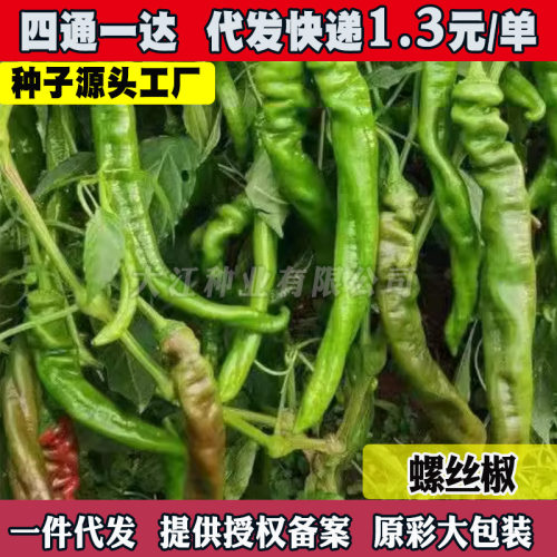 New screw pepper seedlings, small pointed pepper seedlings,