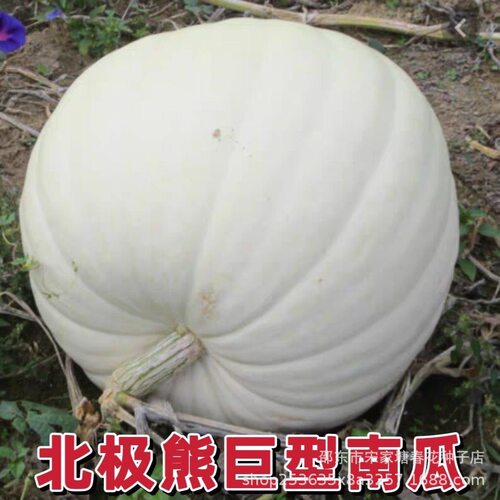 White Polar Bear Giant Big White Pumpkin Field Vegetable T-