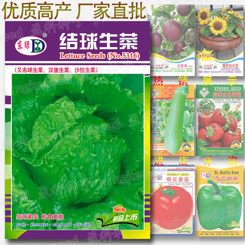 New style about 1500 ball lettuce burger salad lettuce vege