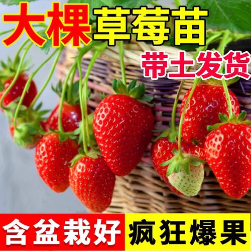 MiaoCreamStrawberrywithLe