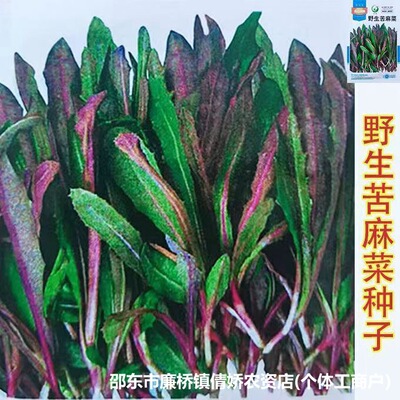 苦麻菜种子曲麻菜种孑蔬菜种籽曲