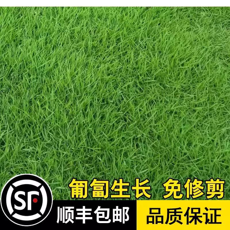 Imported No. 3 grass lawn seeds, Japanese dwarf knotweed pe