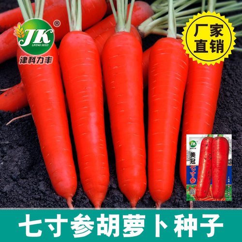 New Carrot Crown Seven inch Ginseng Red Skin Meat Heart Cou