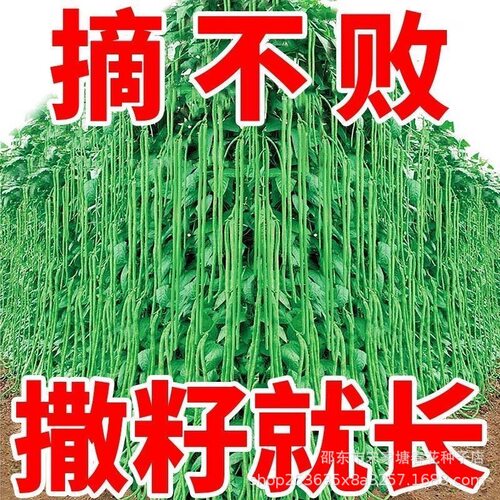Spring and autumn vegetable cowpea stem plum long bean T-sh