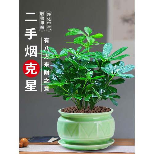 Sevenleaflotusfortunetree