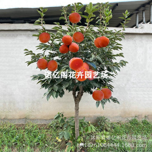 Miaoshu Tree Fruit Tree Crispy Sweet Fire Crystal Taiqiu Ya