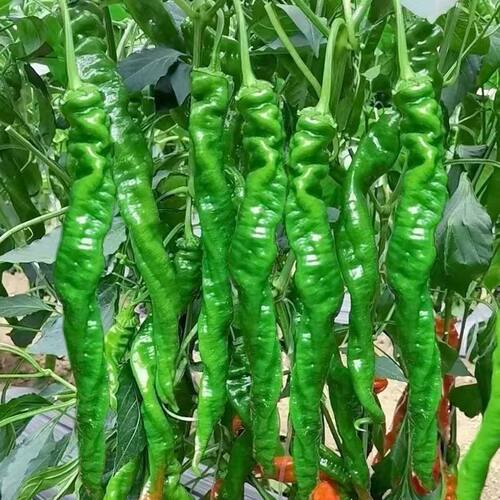 New Pepper Sprout Big Fruit Screw Spicy Disease Resistant V