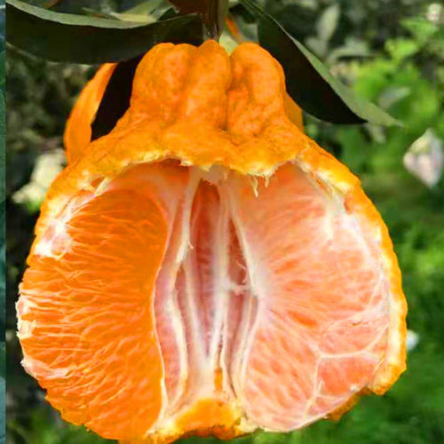 Newstyleunknownfireorange