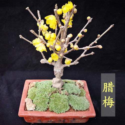 Flowertreeseedlingpotthic