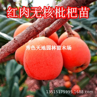 Seedless sugar, red skin, red meat saplings, planting loqua