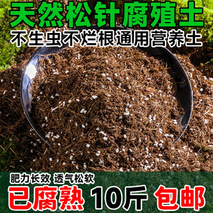 Pine needles, humus, natural rot leaves, mature pure gentle