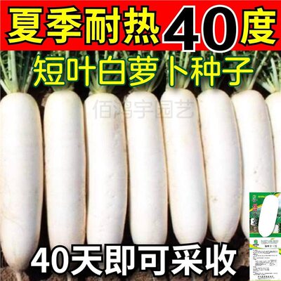 40天耐热萝卜种子早熟短叶十三号