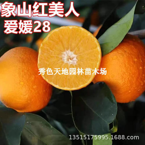 NewZhejiangRedBeautyEhime