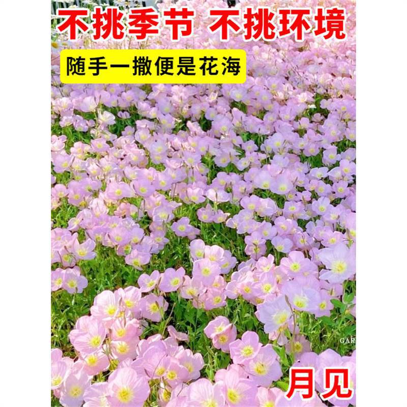 Moonlight grass comes at night fragrant mosquito repellent