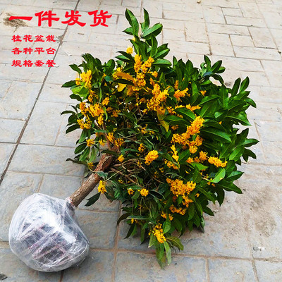 NewOsmanthusTreePotPlants