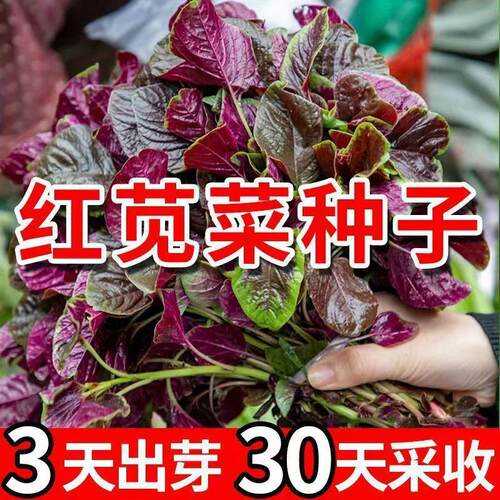 New red amaranth, round leaf, willow leaf, fast-growing veg