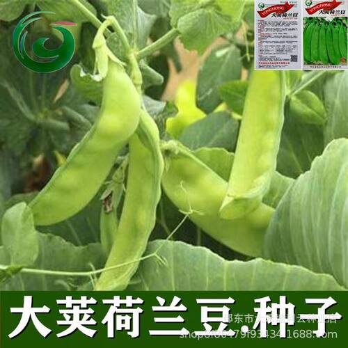 大荚荷兰豆种子软荚菜豌豆甜脆正