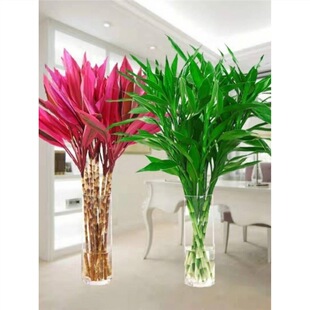 New Dracaena sanderiana water transfer bamboo plant basin G