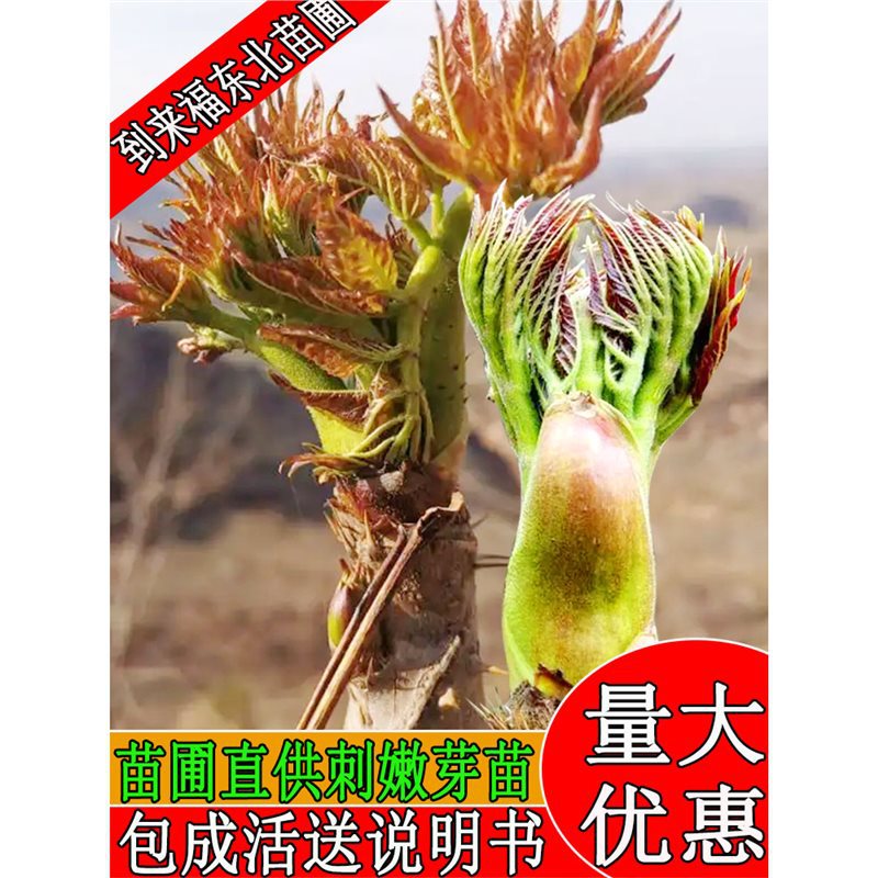 Northeast Spiny Sprouts, Small Seedlings, Straw with Spiny