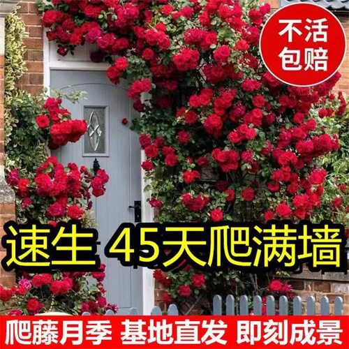 Roseseedlingsvinesrosesex