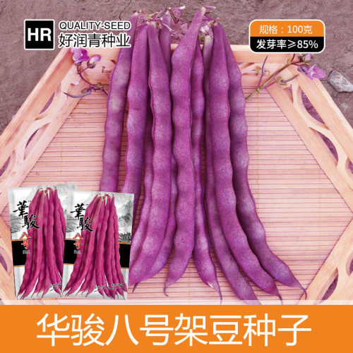 Purple Yun Nine Grains Red Spring Purple Frame Beans Big Pu