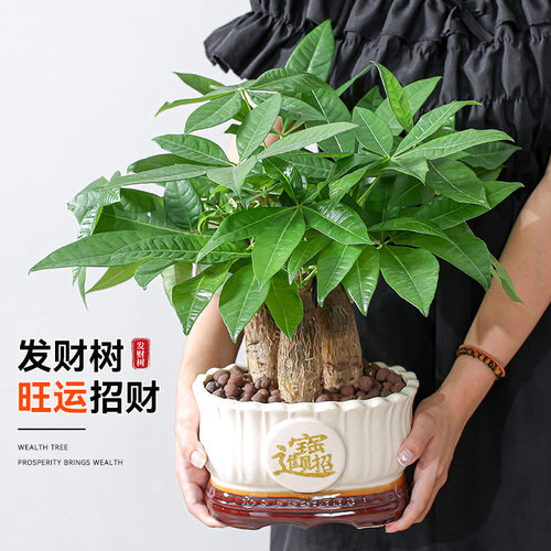 Fortunetreepotindoorplant
