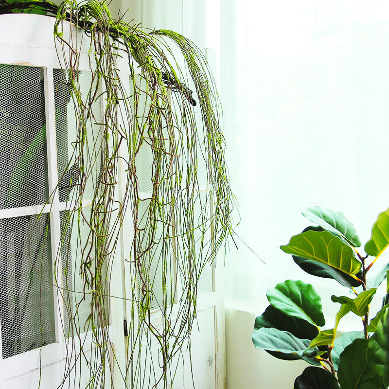 Forest style moss, dead branches, trees, vines, hanging sha