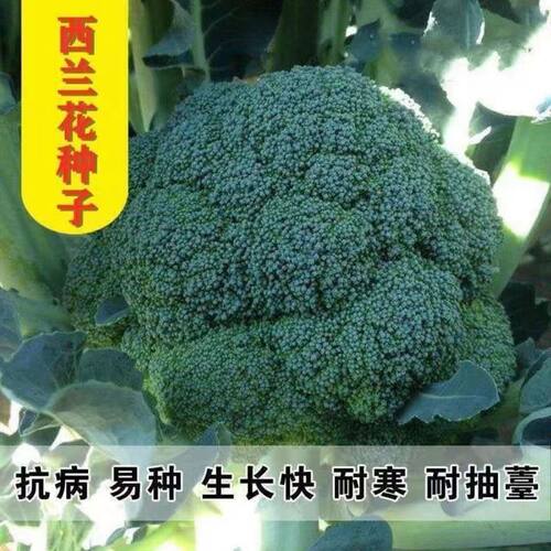 80 day broccoli, cauliflower, emerald green flower, vegetab