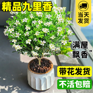 New Qingjiuli Pot Indoor and Outdoor Grass Plant Seedlings
