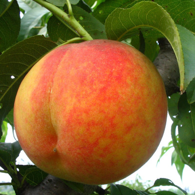 Zhenghuang 205 yellow peach seedlings, Jinxiu yellow peach