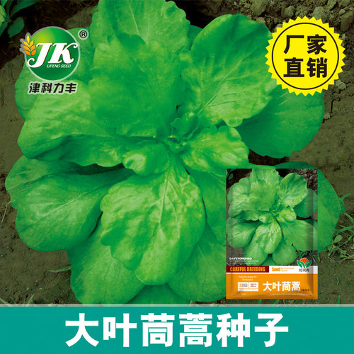 Chrysanthemum Easy Indoor Pot Countryside Huangdi Vegetable