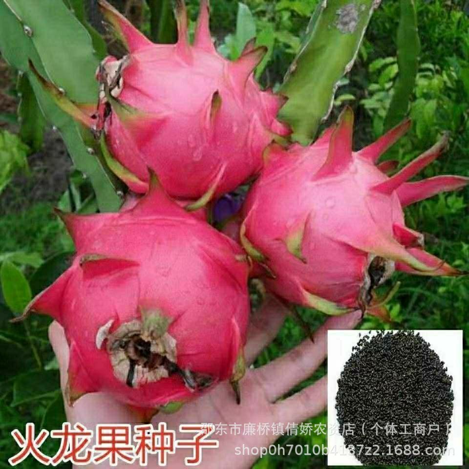 Dragon fruit seeds, red skin, red heart, red meat seeds, ba