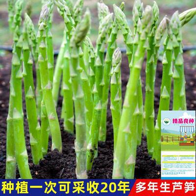 生芦笋种子蔬菜绿芦笋种子籽蔬菜