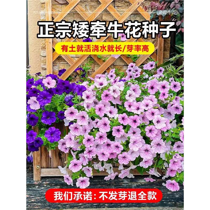Dwarf morning glory seeds, double petaled vine plants, seas